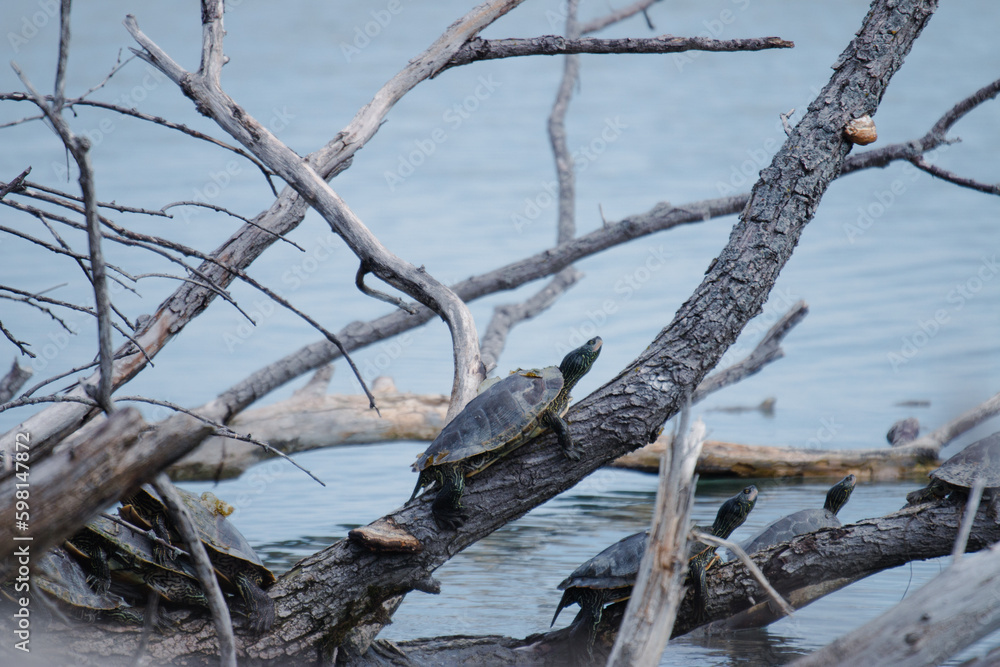 Northern map turtles basking in Ontario Canada 