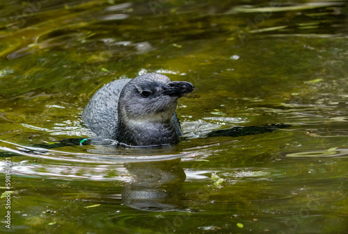 Картината върху платно African penguins, jackass penguins, black footed penguin, flightless birds enjoy