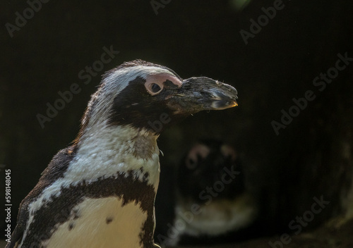 Фотография African penguins, jackass penguins, black footed penguin, flightless birds enjoy