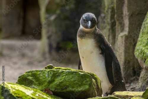 Fototapeta African penguins, jackass penguins, black footed penguin, flightless birds enjoy