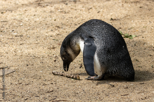 African penguins, jackass penguins, black footed penguin, flightless birds enjoy Fototapeta