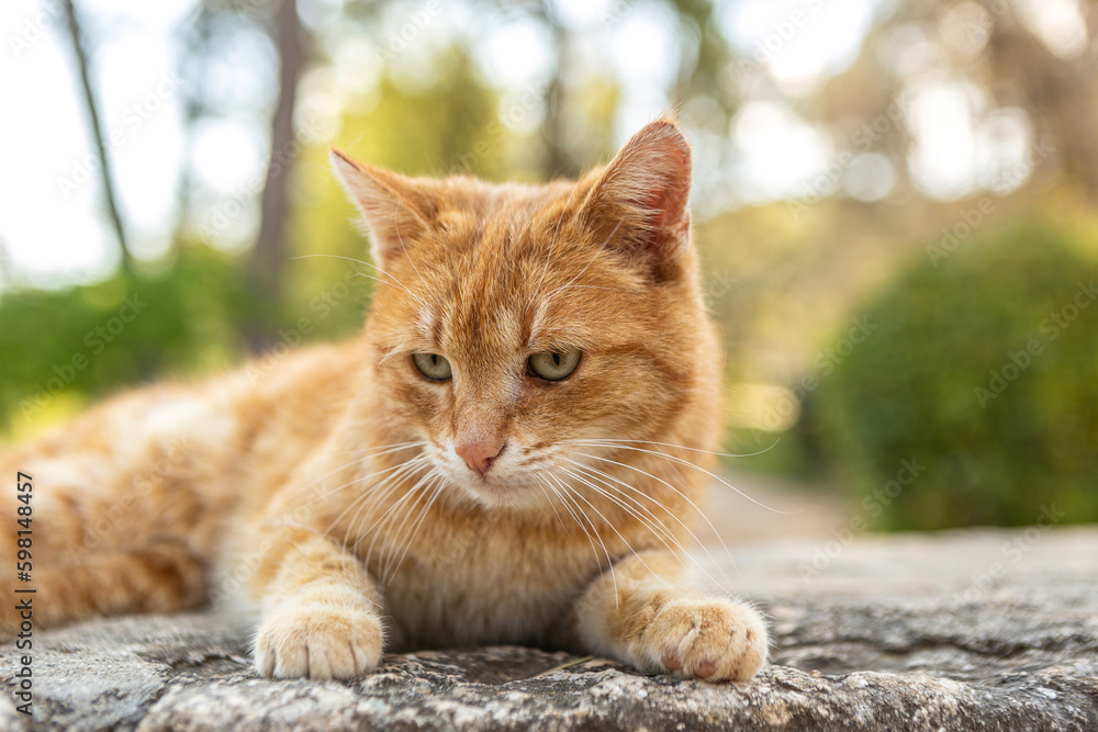 Portrait of a beautiful red cat in a garden in spring outdoors