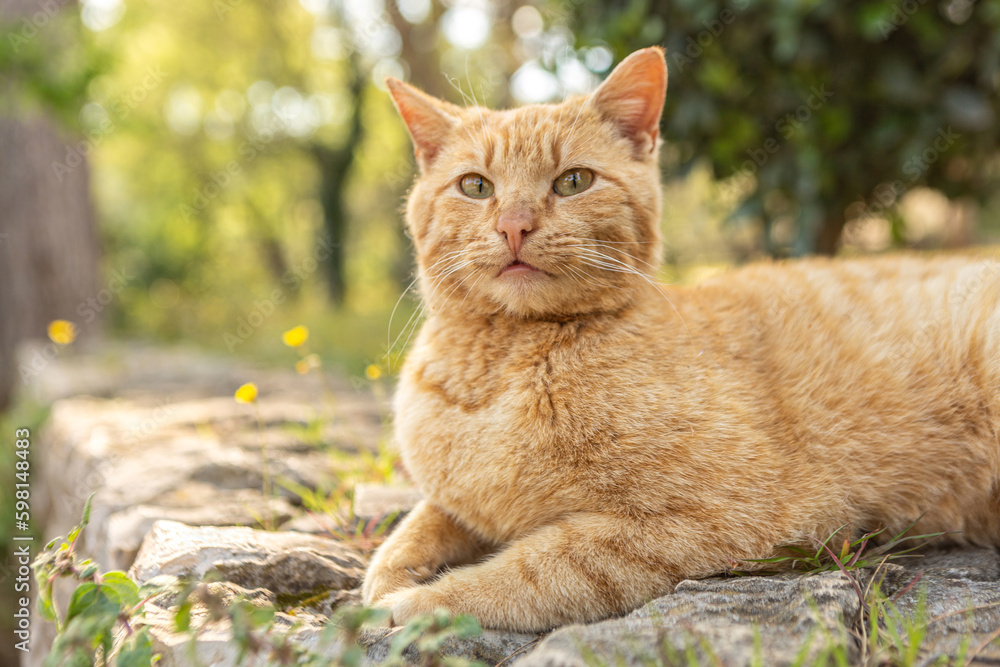 Portrait of a beautiful red cat in a garden in spring outdoors