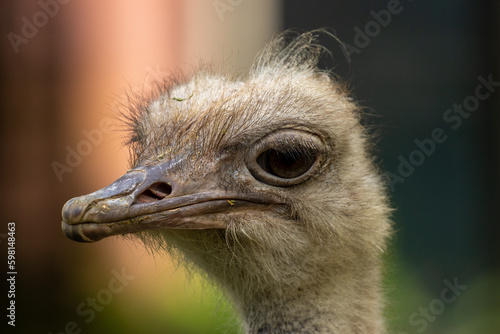 Ostrich close up of funny face and eyes