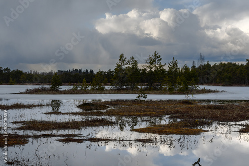 An island with small pine trees in a forest swamp in early spring. In the foreground, yellow-red moss covers the water. Part of the lake is covered with ice. The sky with thunderclouds © Alexander Korotkov