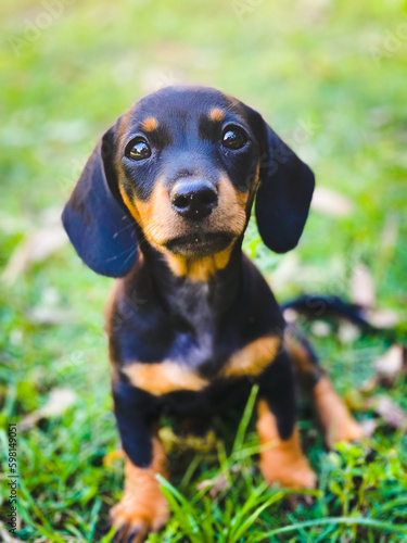 cute sausage dog
