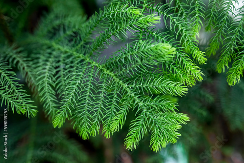 Araucaria biramulata are evergreen coniferous tree. Macro view of delicate branches on a norfolk pine.