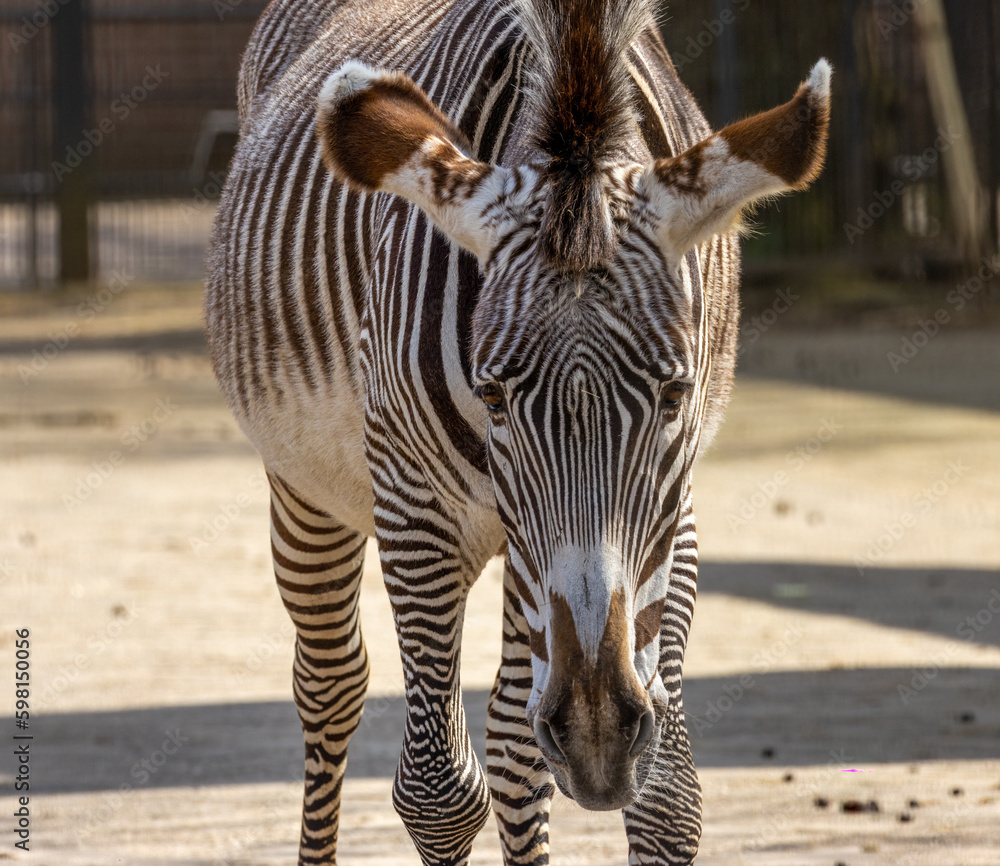 Obraz premium Black and white stripes on a zebra in the sunshine with a close up portrait of the zebra's face and eyes