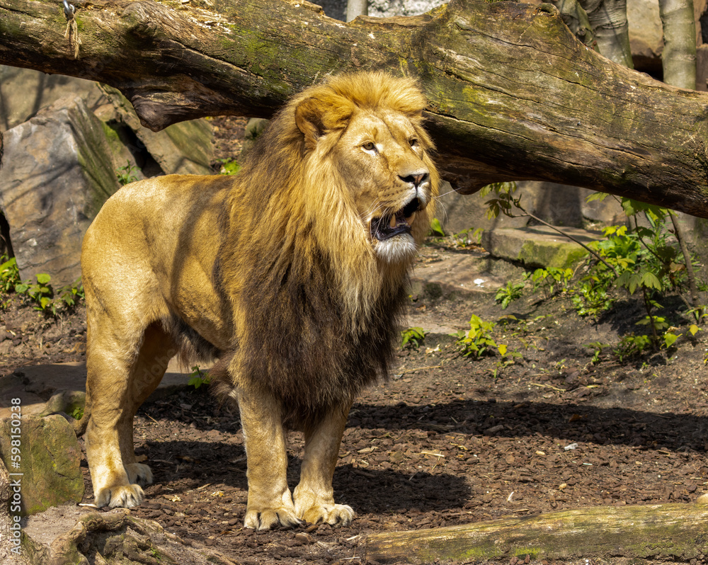 Naklejka premium King of the jungle, majestic lion, big cat predator panting. in the sunshine