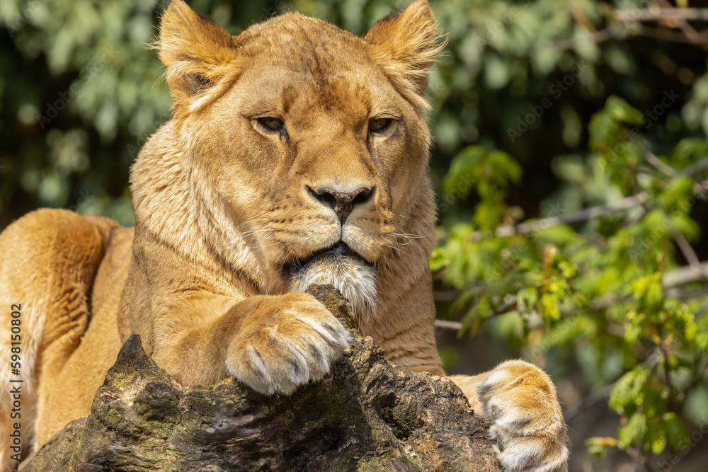 Obraz premium Beautiful and majestic lioness laying in the sunshine