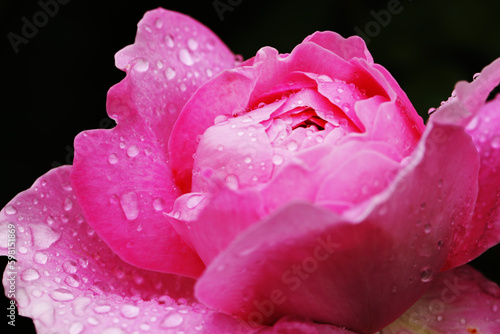ピンクのバラと朝露