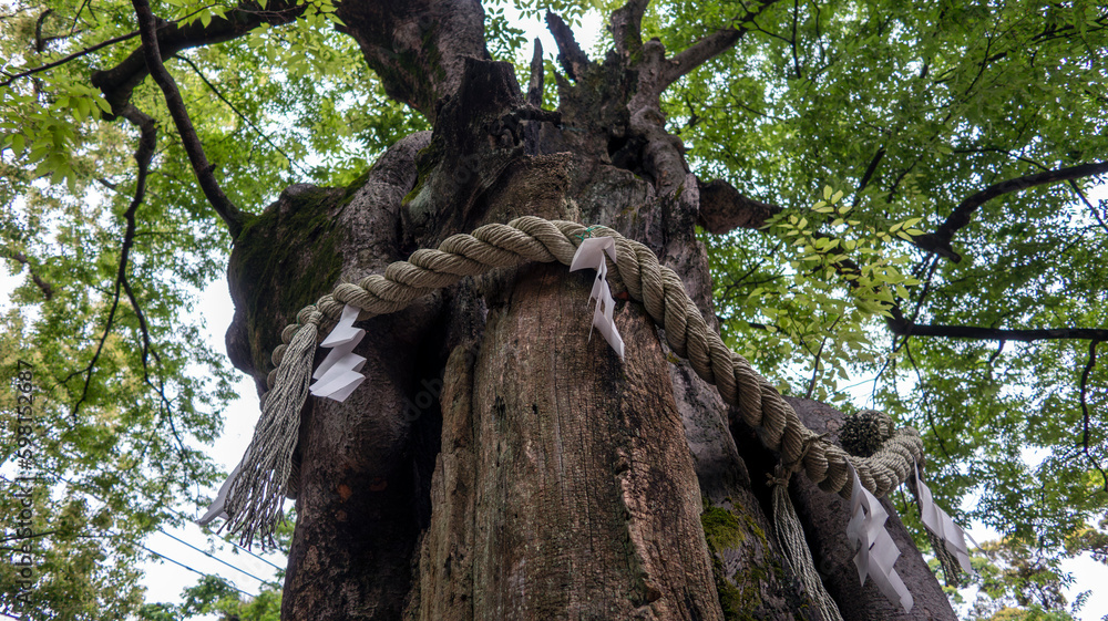 神社の御神木 神社の御神木