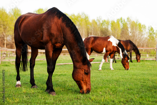 A bay horse is grazing on a green field next to several horses. Farm lands. Equestrian sports school. Caring for domestic animals. Veterinary services. Race horses.