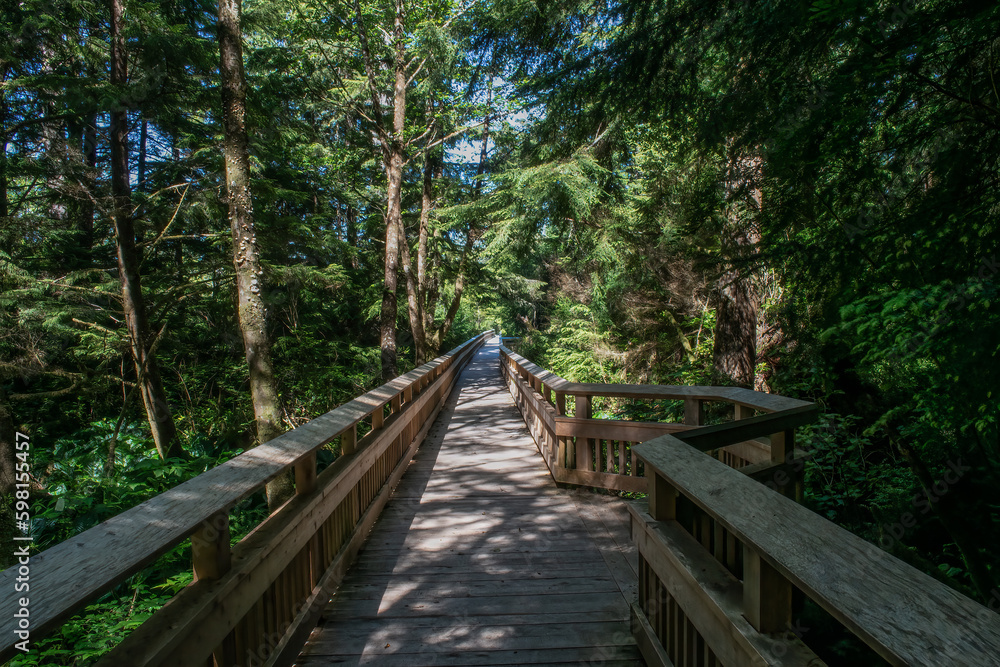 Path in the Trees, Oregon