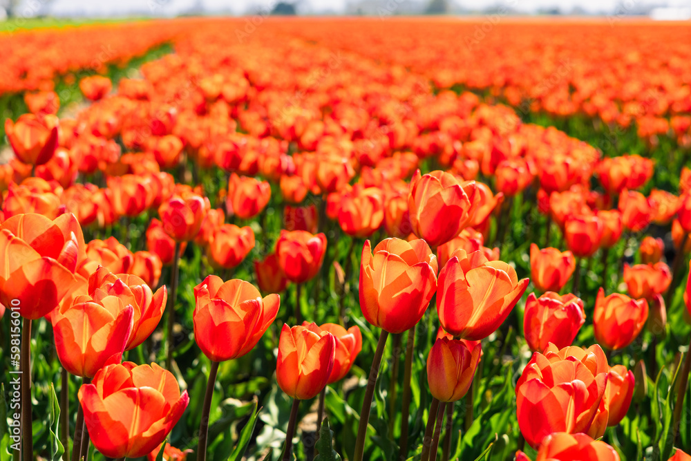 Tulip field in the Netherlands. Rural spring landscape with flowers. Tulip field in the Netherlands. Rural spring landscape with flowers.