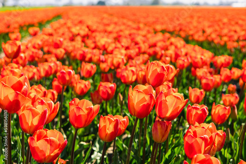 Tulip field in the Netherlands. Rural spring landscape with flowers. © Belus