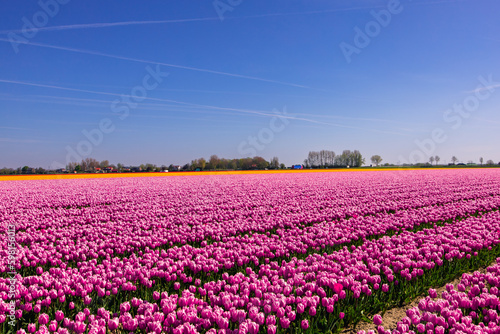 Wallpaper Mural Tulip field in the Netherlands. Rural spring landscape with flowers. Torontodigital.ca