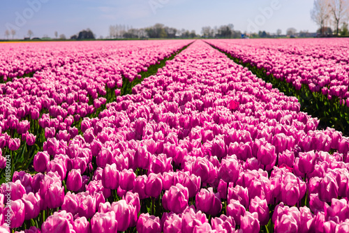 Tulip field in the Netherlands. Rural spring landscape with flowers.