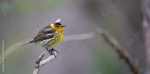 Cape May Warbler.  Spring Rain and Warblers,  A Delightful Encounter in Migration.  Wildlife Photography. © touchedbylight