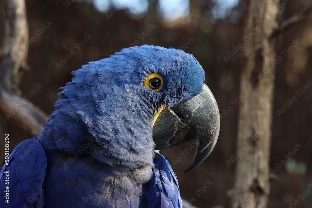 Fototapeta premium Hyacinth Macaw Profile