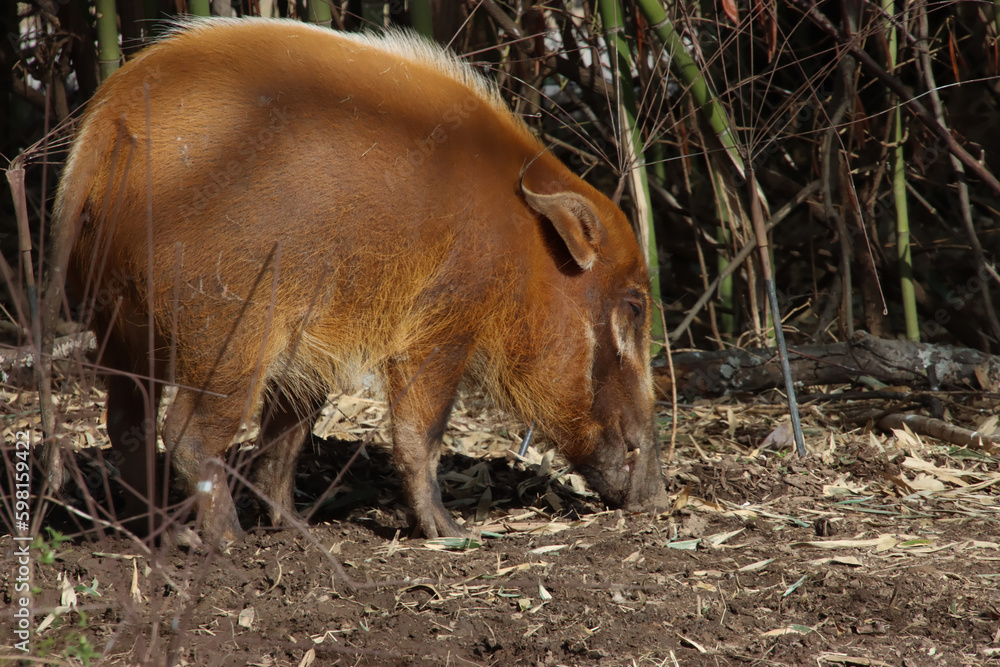 Red River Hog Red River Hog