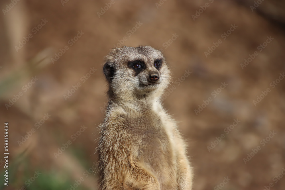 Side Eye Meerkat Side Eye Meerkat