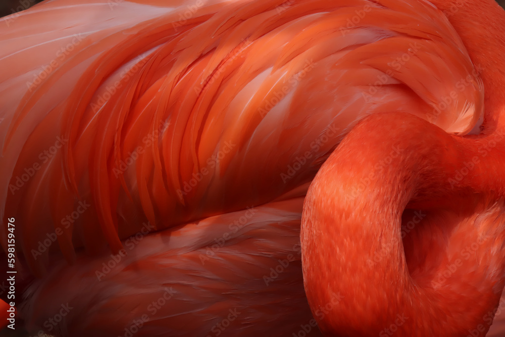 Fototapeta premium Swirls of Feathers