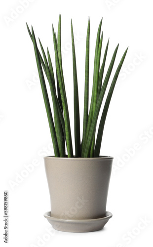 Pot with Sansevieria plant isolated on white. Home decor
