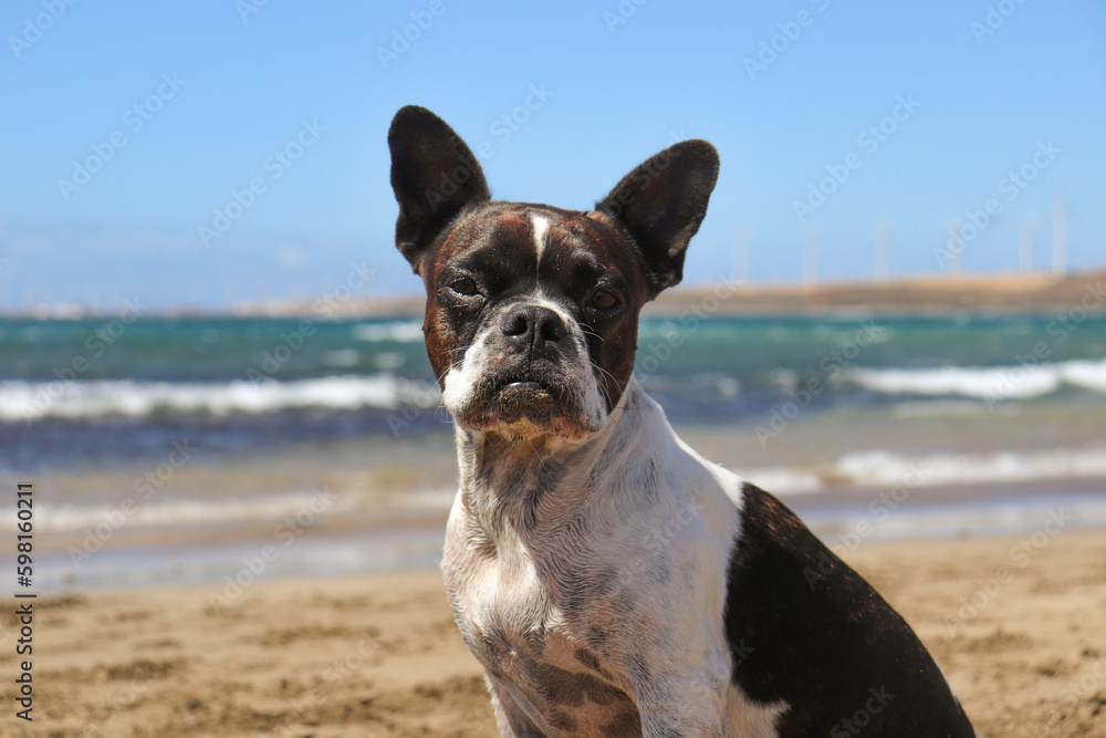 French bulldog on the beach. Portrait of a dog.