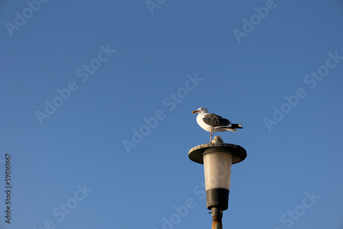 A seagull sits on a lamppost with a blue sky background