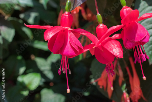 Flower of Hybrid fuchsia
