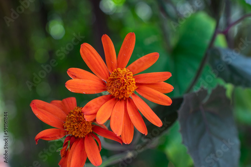 Mexican flame vine | Senecio confusus