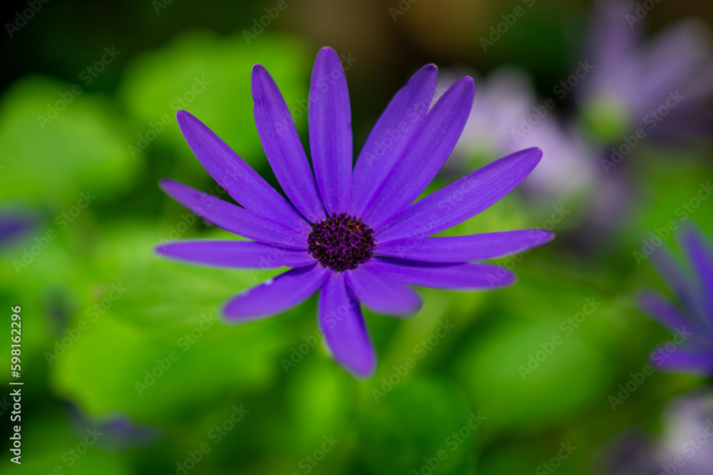 Fototapeta premium Cape Daisy | Purple daisy flower | Osteospermum ecklonis