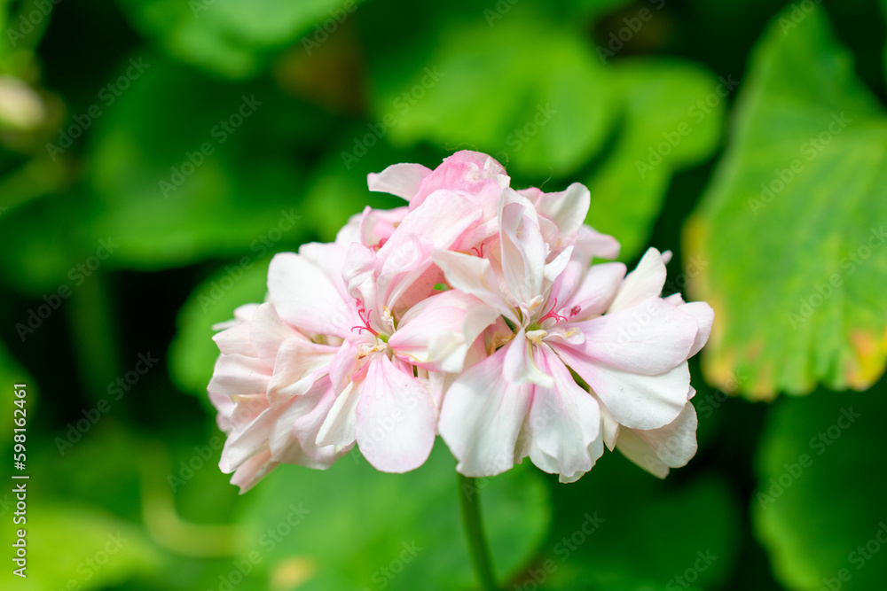 Horseshoe geranium | Pelargonium zonale Horseshoe geranium | Pelargonium zonale