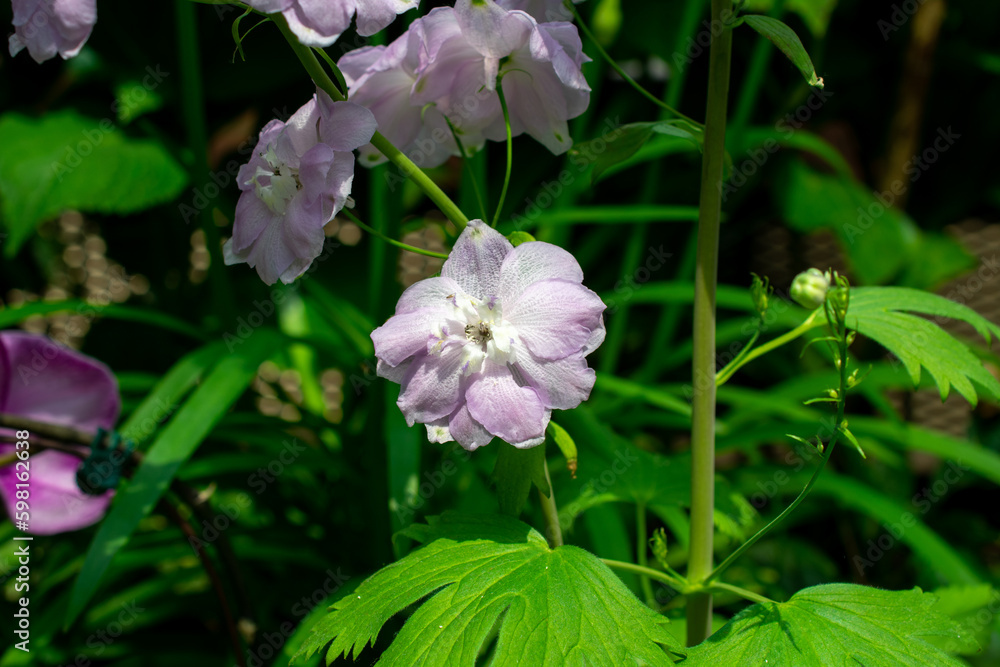 Alpine Delphinium | Larkspur | Delphinium elatum