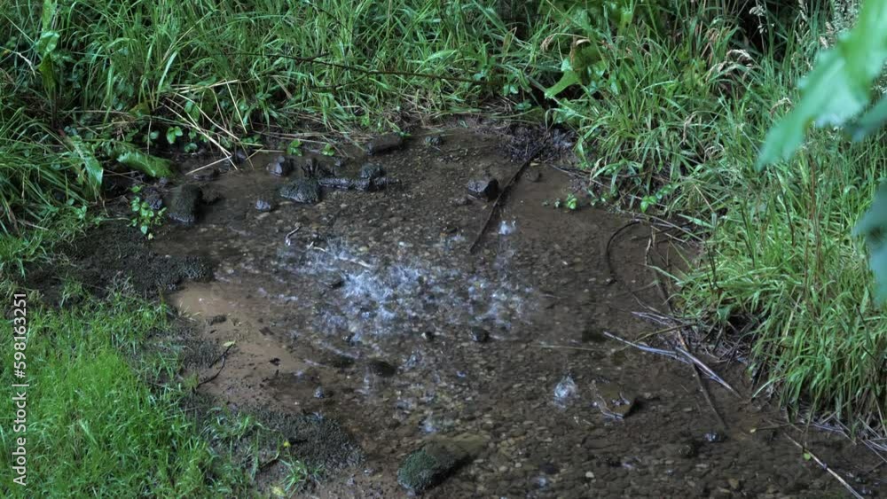 Drops of cold clear water fall into small puddle in wet green grass Drops of cold clear water fall into small puddle in wet green grass