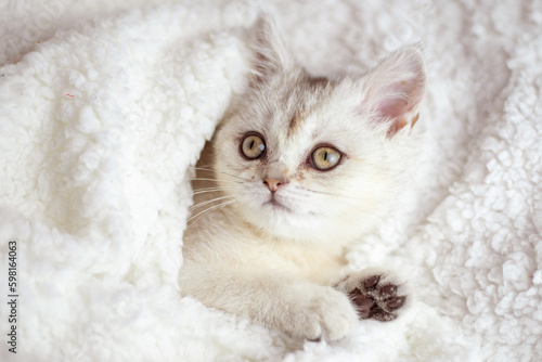 Cute white fluffy kitten sleep on white soft blanket. Cats rest napping on bed. Comfortable pets sleep at cozy home. © InfiniteStudio