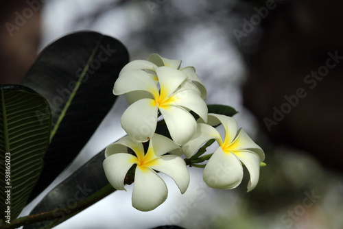 White and yellow frangipani plumeria flowers on a plant in a garden