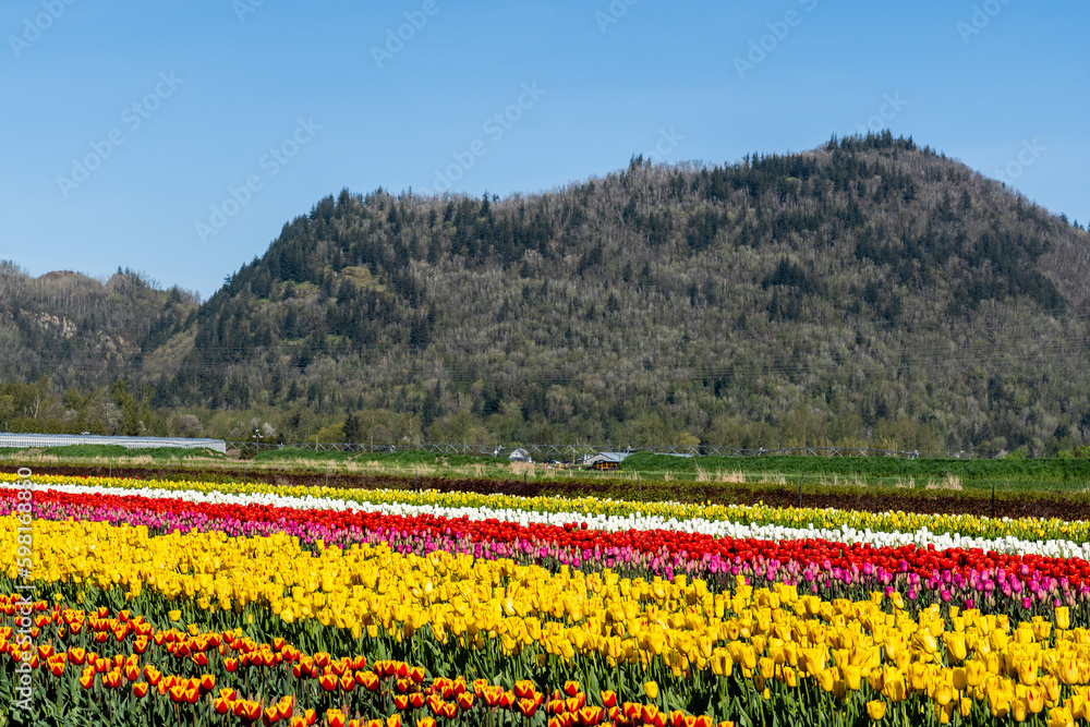 Multi colored tulips field blooming in spring flower festival Multi colored tulips field blooming in spring flower festival