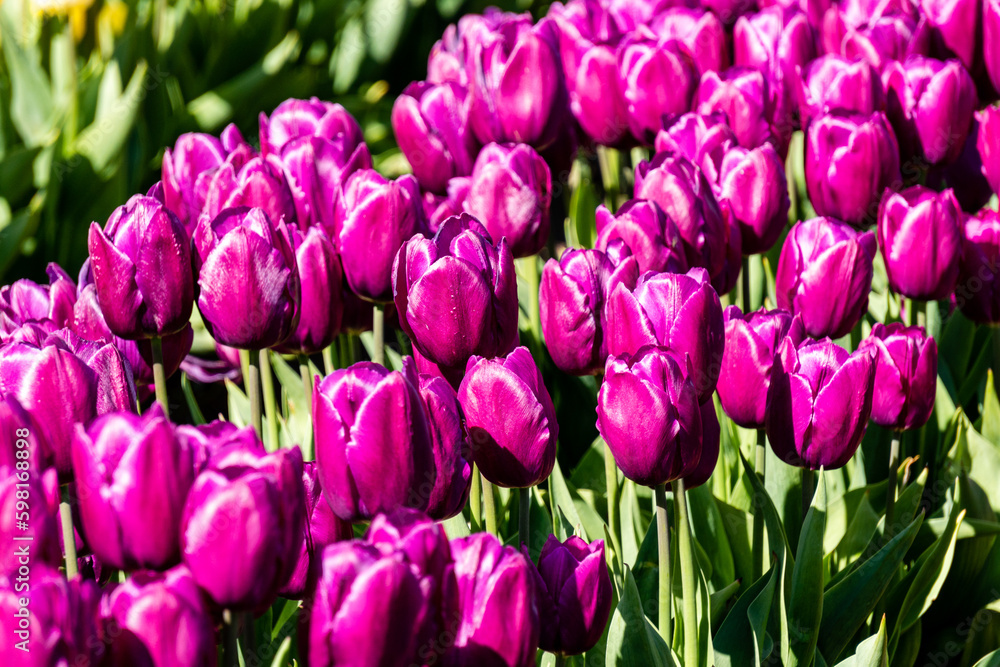 tulips beautiful flowers under the spring sun in the field tulips beautiful flowers under the spring sun in the field