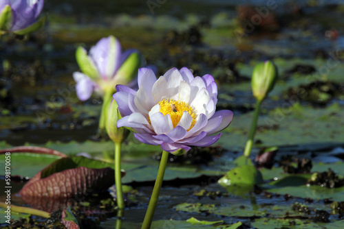 Purple water lily lotus flowers in a pond