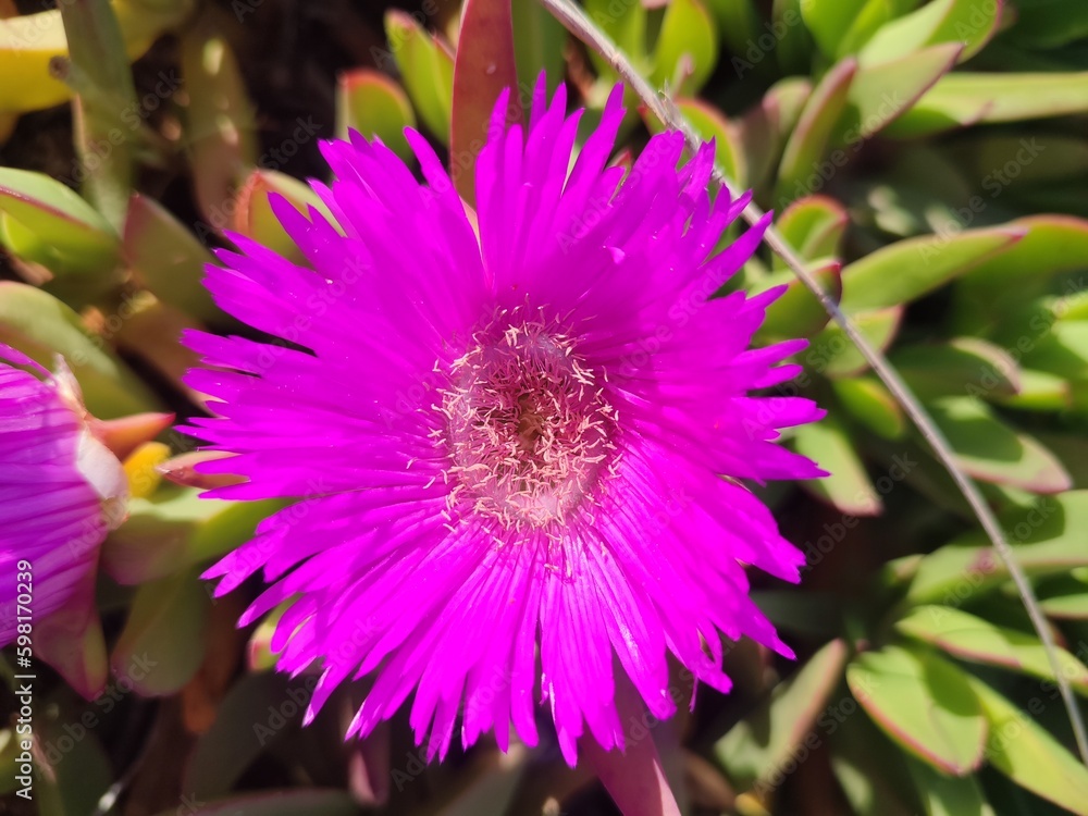 Obraz premium flower