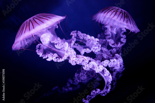 Jellyfish The South American sea nettle (Chrysaora plocamia) on dark background