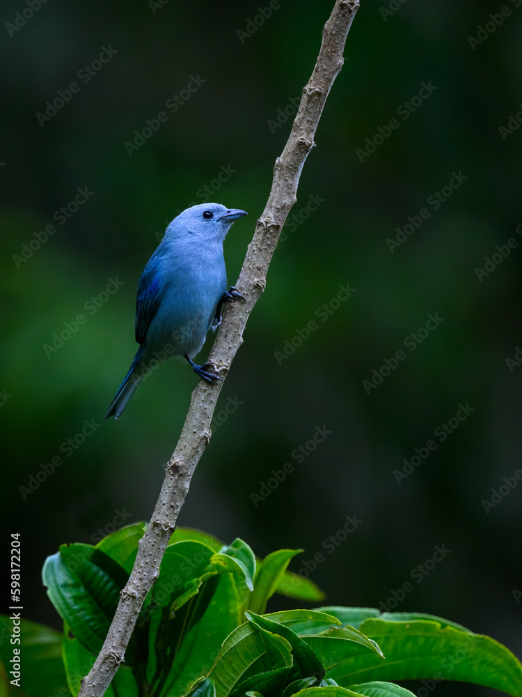 Blue-gray Tanager on stick against green background