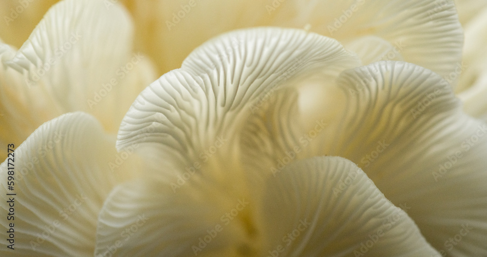 close up of mushrooms close up of mushrooms