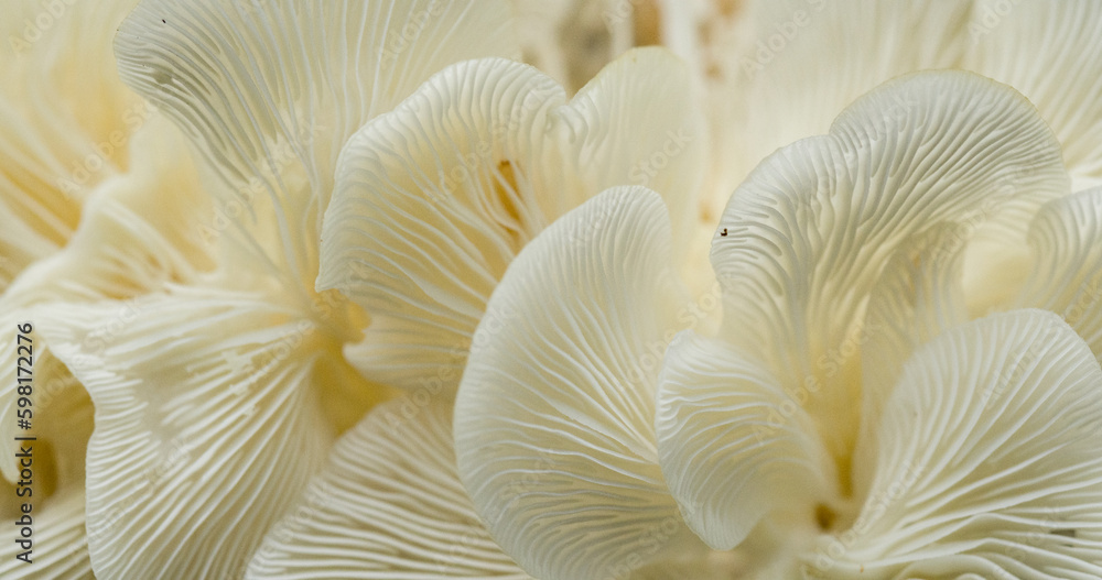 close up of mushrooms close up of mushrooms