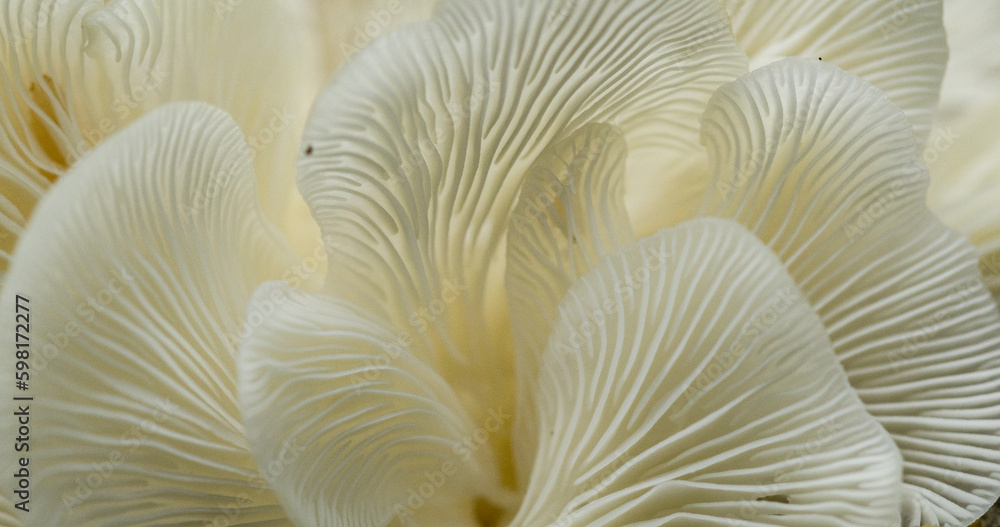 close up of mushrooms close up of mushrooms