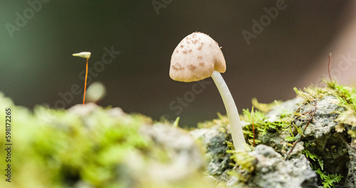 close up of a mushroom