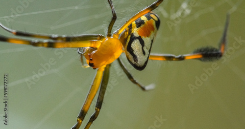 close up of a spider