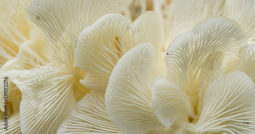 close up of mushrooms